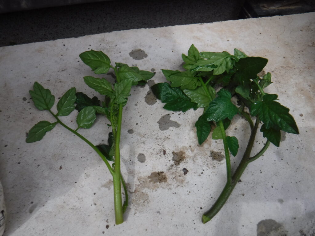 中玉トマトのわき芽から苗を作りました！