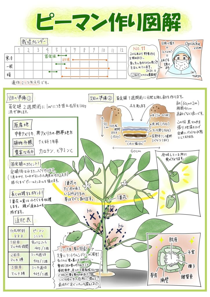 野菜作り図解【ピーマン】