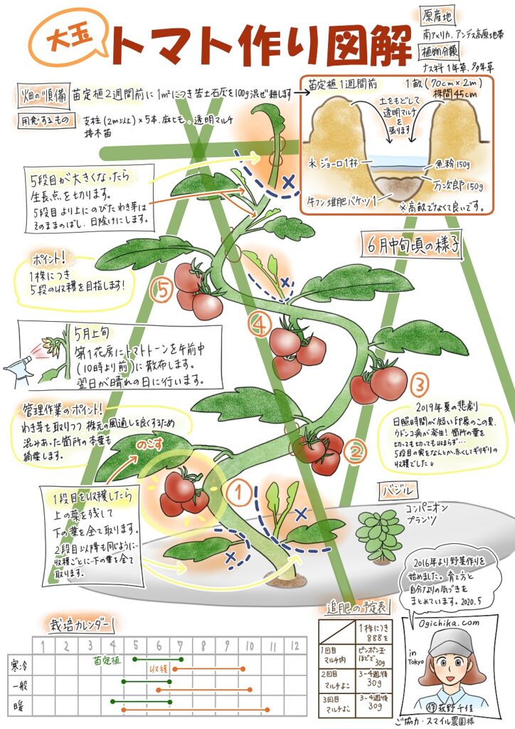 野菜作り図解【大玉トマト】
