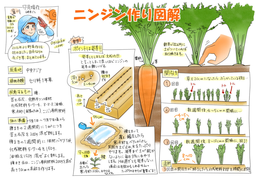 野菜作り図解②【ニンジン作り図解】公開しています！
