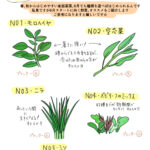 野菜のヒミツ、知ってる？【6月から家庭菜園をはじめる！】