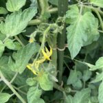 5月後半のトマト