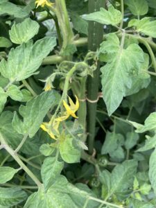 5月後半のトマト