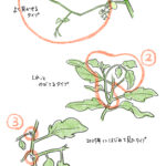 野菜のヒミツ、知ってる？【トマトの不定芽いろいろ】