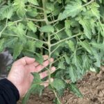 7月後半のトマト