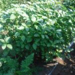 8月末のモロヘイヤ