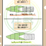 冬野菜 ハクサイ をイラスト図解！