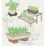 【くらしたのし VOL.6】家庭菜園ページ監修・イラスト