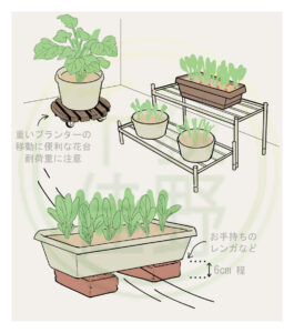 【くらしたのし VOL.6】家庭菜園ページ監修・イラスト