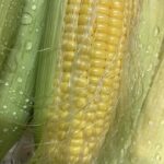 7月のトウモロコシ収穫